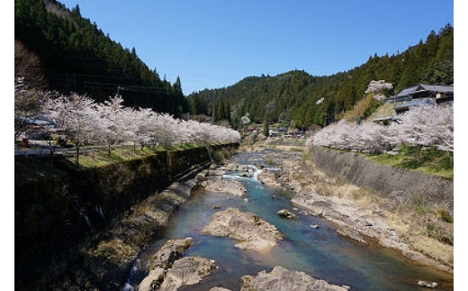 【15】大入川漁協〈アマゴ釣年券〉