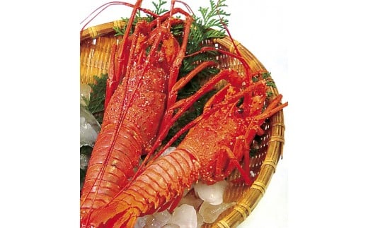 L-6活〆浜蒸し伊勢海老セット