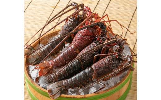 L-31冷凍伊勢海老（3～4尾）700g