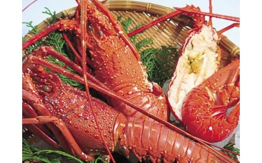 O-5活〆浜蒸し伊勢海老セット