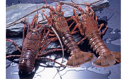 O-11活伊勢海老セット