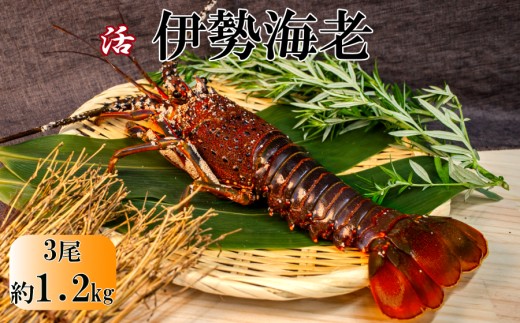 O-21活　伊勢海老