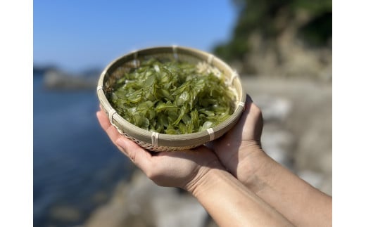 5-05伊勢志摩産　花びら茎わかめ3袋セット