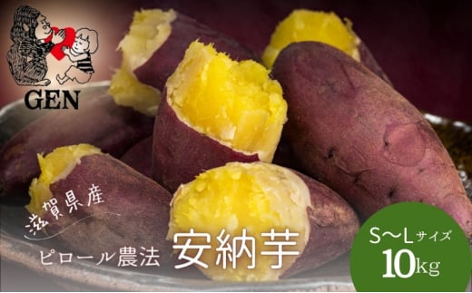 GENの熟成 安納芋 (生芋)S~Lサイズ 10kg さつまいも