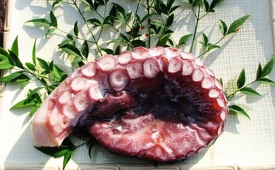 【ふるさと納税】丸々太ったボイルタコ　1本 魚貝類 たこ タコ 茹で 刺身 たこ焼き 炒め物 酢の物 フライ 天ぷら 冷凍 日本海産 惣菜  日本酒 肴 珍味 ご飯のお供  日本酒 お取り寄せ 食品 食べ物 おつまみ 贈り物 プレゼント 家庭用 自宅用 送料無料[№5716-0151]