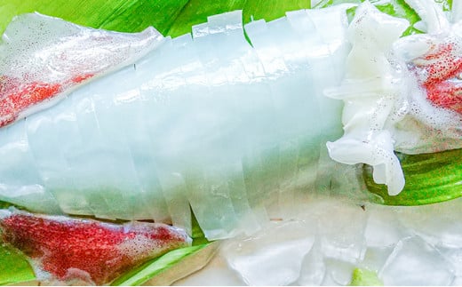 【2026年2月以降順次出荷】朝どれ 白いか 1kg（3～6杯）【 京都産 刺身 OK】[ イカ 剣先イカ 肴 人気返礼品 ] 魚貝類 [№5716-0238]