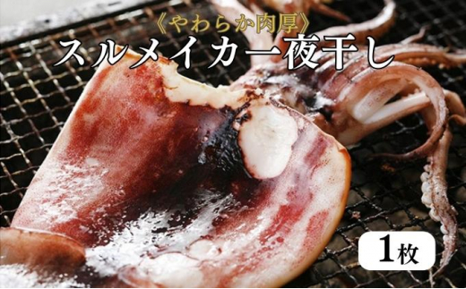 柔らか肉厚の スルメイカ 一夜干し 1枚[ 国産 干物 肴 つまみ イカ ] [№5716-0564]