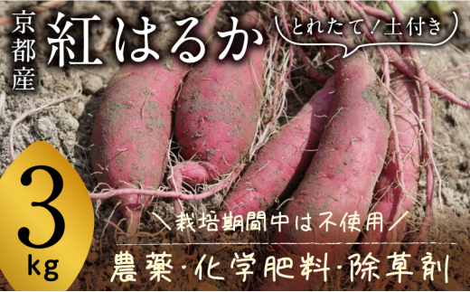 京都府産　サツマイモ (紅はるか) 3kg　栽培期間中農薬・化学肥料・除草剤不使用[№5716-0747]
