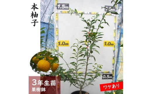 《訳あり》3年生 苗木 ◇柑橘類 本柚子(ほんゆず)[果樹鉢苗 2023年] ※北海道・沖縄・離島への配送不可