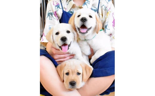 【返礼品なし】支援寄附 盲導犬の育成を応援しよう！ 盲導犬が育つまち応援事業（10,000円単位でご寄附いただけます）