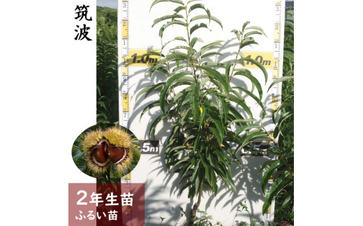 【先行予約】2年生苗クリ（栗 中生種）筑波（つくば）果樹栽培 おすすめ 自家収穫 家庭栽培 日本産栗 大粒栗 人気 実がなる木 家庭菜園※2025年11月中旬以降順次発送予定※北海道・沖縄・離島への配送不可