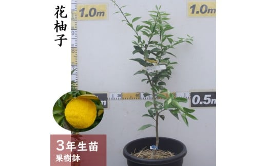 訳あり＜すだ農園＞3年生 苗木 ◇柑橘類 花柚子(ハナユ・花ユズ) [果樹鉢苗 2023年]  ※北海道・沖縄・離島への配送不可