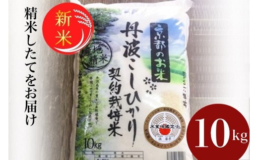 【10月発送】【12月末まで】令和7年産 新米 京都丹波米 こしひかり10kg◇◆◇ 米 白米 新米精米 こしひかり精米 京都丹波米精米 令和7年産米精米 白米精米 米つき 精米 こめ コメ つき米 精米済み 精米済 精米後 精米したて 10kg 国内産 こしひかり ※精米したてをお届け コシヒカリ ※北海道・沖縄・離島への配送不可