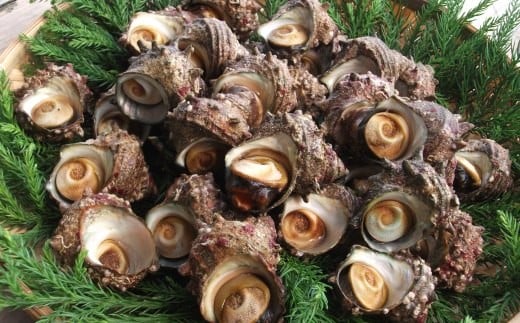 014I4 伊根町産 天然活さざえ 2kg[髙島屋選定品］