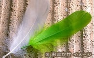 １０．事業の指定をしない