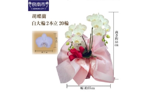 胡蝶蘭 白大輪2本立 20輪【008C-003】