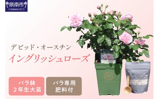 [イングリッシュローズ] デビッド・オースチン バラ鉢苗 (バラ専用肥料付)[品種指定不可][選択カラー:事業者おまかせ][025D-003]