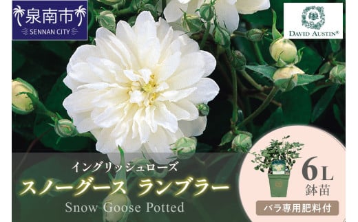 【イングリッシュローズ】デビッド・オースチン スノーグース ランブラー6L鉢苗(バラ専用肥料付)【025D-031】