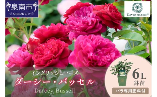 【イングリッシュローズ】デビッド・オースチン ダーシー・バッセル6L鉢苗(バラ専用肥料付)【025D-032】