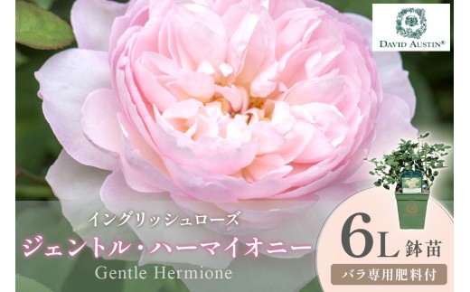 【イングリッシュローズ】デビッド・オースチン ジェントル・ハーマイオニー 6L鉢苗（バラ専用肥料付）【025D-041】