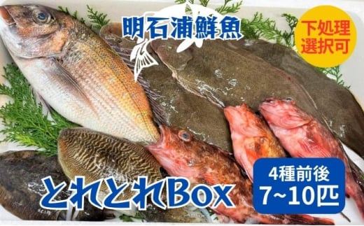 とれとれBox（4種前後 7～10匹）下処理あり[ 鮮魚 旬 詰合せ 簡単料理 ]