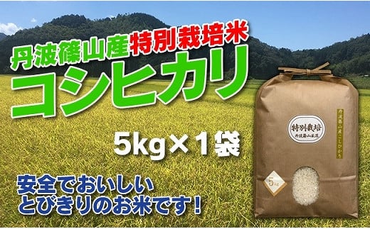 [令和7年産 2025年9月以降順次発送]お米のおいしさ伝えたい!特別栽培米コシヒカリ5kg×1 兵庫県 丹波篠山市 白米 100%単一原料米 産地直送米 贈答 おいしい お米 精米 コシヒカリ ブランド おこめ 健康 ギフト 内祝い 贈り物 送料無料 おすすめ 人気 口コミ