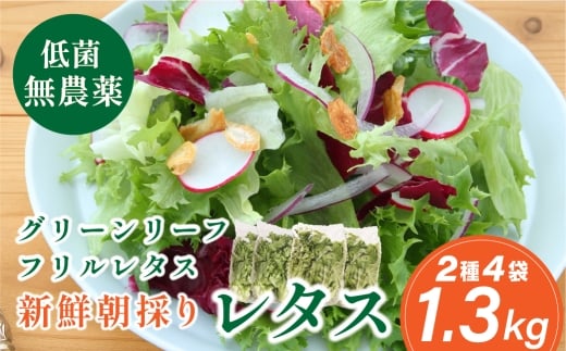 無農薬 朝採り フリルレタス グリーンリーフレタス 2種類 4袋 1.3kg レタス 洗わずに食べられる 新鮮レタス 無農薬 野菜直送 フレッシュ サラダ用野菜 健康志向 産地直送 緑黄色野菜 新鮮 安心野菜 旬 低カロリー レタスボウル カロテン 兵庫県 丹波篠山