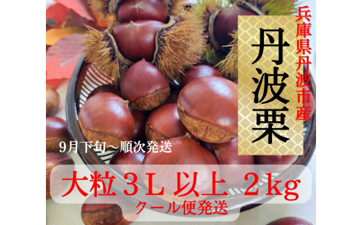 丹波栗 3L以上 2kg