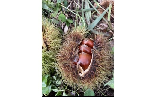 丹波栗(3L以上・2kg)