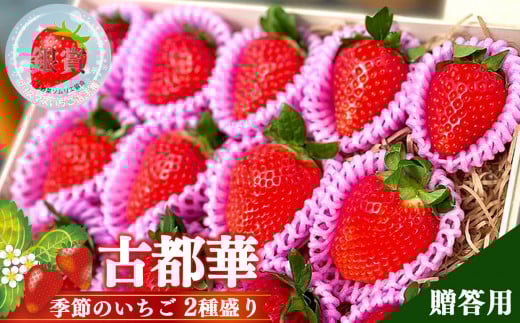 奈良県 高級 ブランド “ 古都華 ”と“ 季節 の いちご ” 2種 盛り 贈答用 1ケース  | フルーツ くだもの 果物 イチゴ  ことか コトカ 奈良県 五條市 苺 品種 特徴 糖度 旬 2月 順次発送 LIP~幸せいちご園~ 産地直送 農家直送 お取り寄せ 送料無料 グルメ フレッシュ 果実 新鮮 ブランド苺 ストロベリー 冷蔵 高糖度 減農薬栽培 食べ比べ 濃厚 贅沢 ギフト 贈答