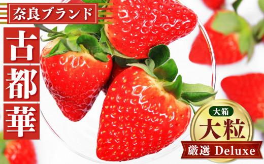 奈良 いちご「 古都華 ~ ことか ~」 大粒 厳選  Deluxe( 大箱 )※ 12月 下旬頃〜 3月 下旬頃 順次発送 予定 ※北海道・沖縄・離島対応不可 | フルーツ くだもの 果物 イチゴ コトカ 古都華 奈良県 五條市 ブランド 苺 品種 特徴 糖度  旬 産地直送 農家直送 お取り寄せ 送料無料 フレッシュ 果実 新鮮 ブランド苺 ストロベリー 冷蔵 高糖度 ふぁ~む・いわい