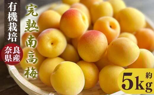有機栽培 完熟南高梅 5kg | 果実 かじつ カジツ 梅 うめ ウメ 奈良県 五條市 <※6月中旬〜7月上旬頃順次発送予定>