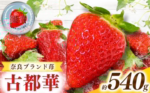 甘くて高級 奈良県産ブランド「 古都華 ( ことか )」 2パック (約 540g )| フルーツ くだもの 果物 いちご イチゴ ことか コトカ 古都華 高糖度 旬 2月 3月 4月 5月 順次発送 LIP~幸せいちご園~ 産地直送 農家直送 お取り寄せ 送料無料 グルメ フレッシュ 果実 新鮮 ブランド苺 ストロベリー 冷蔵 糖度 減農薬栽培 濃厚 贅沢 奈良県 五條市