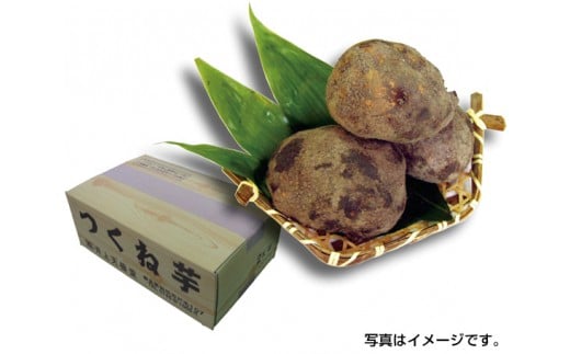 つくね芋 約2kg / 井上天極堂 野菜 いも 大和芋 タンパク質 ジアスターゼ 特産品 奈良県 御所市