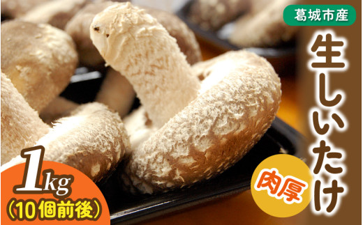葛城市産生しいたけ(1kg) 椎茸 シイタケ 生 国産 セット 1kg 新鮮 菌床 スライス 奈良県 葛城市【kobo001】