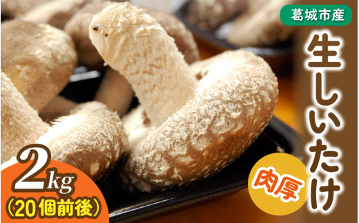 葛城市産生しいたけ(2kg) 椎茸 シイタケ 生 国産 セット 2kg 新鮮 菌床 スライス 奈良県 葛城市【kobo002】