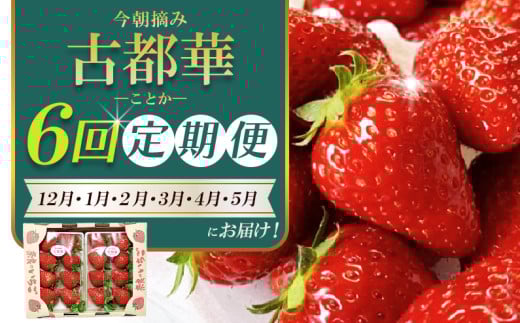 【 いちご12月から計6回定期便 】 ◆古都華 約300g×2パック×6回 ◆ 【今朝摘みの丸笑いちご園】 / フルーツ いちご 苺 イチゴ 果物 くだもの 新鮮 完熟 朝採り 高級 希少品種 甘い 奈良県 葛城市【maru-tkb003】