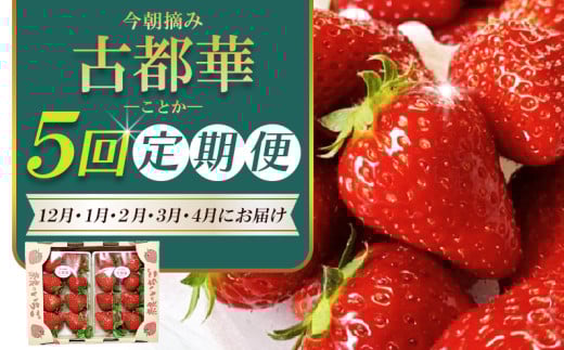 【 いちご12月から計5回定期便 】 ◆古都華 約300g×2パック×5回 ◆ 【今朝摘みの丸笑いちご園】 / フルーツ いちご 苺 イチゴ 果物 くだもの 新鮮 完熟 朝採り 高級 希少品種 甘い 奈良県 葛城市【maru-tkb002】