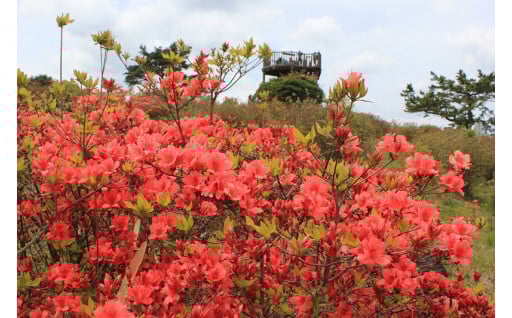 ① 山つつじの植栽・保全