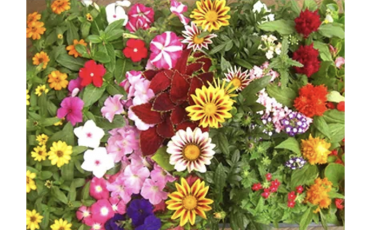 産地直送!夏の花壇苗40個詰め合わせ
