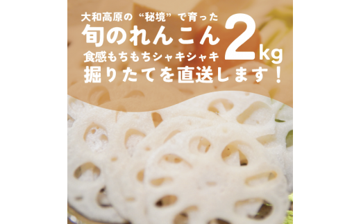 れんこん 2kg