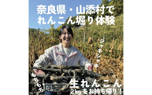 「れんこん」掘り体験　１枚