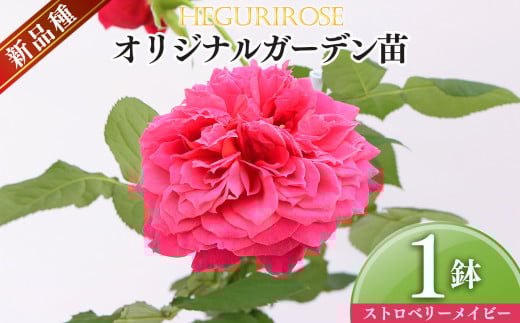 市場をはじめ愛好家から高評価 ! オリジナルガーデン苗 四季咲き ストロベリーメイビー | ローズ 薔薇 バラ フラワー 花 ガーデニング 苗 庭 新鮮 高品質 綺麗 平群のバラ 苗 四季咲き 平群ローズ 品質 こだわり 丹精込めて栽培 美しい 国産 ピンク 花もちがいい しっかり梱包 平群ローズ株式会社 奈良県 平群町