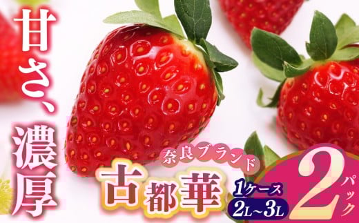 平群の古都華 2L〜3Lサイズ (2パック 2ケース) 計4パック 辻本農園 | 果物 くだもの フルーツ 苺 イチゴ いちご ストロベリー 古都華 ことか 旬の品種 産地直送 奈良県 平群町