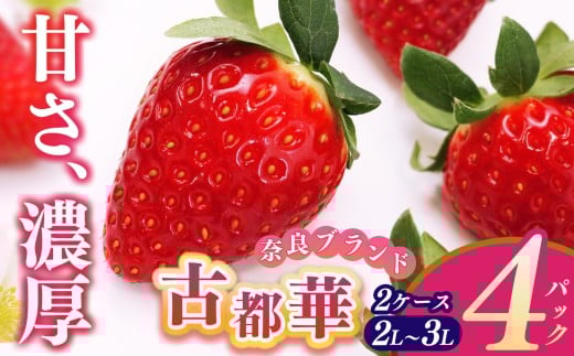 平群の古都華 2L〜3Lサイズ (2パック 1ケース) 計2パック 辻本農園 | 果物 くだもの フルーツ 苺 イチゴ いちご ストロベリー 古都華 ことか 旬の品種 産地直送 奈良県 平群町