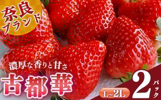 【 選べる 内容量 】 平群 の古都華 L~ 2L サイズ (2パック 1ケース)計2パック 阪野農園 | 先行予約 フルーツ 果物 くだもの ブランド いちご 苺 古都華 ことか 甘い 大粒 大人気 満足 希少 希少品種 ストロベリー 美味しい 品種 特徴 糖度 2月 3月 4月 5月 発送 旬 送料無料 濃厚 香り 果汁 味わい深い お取り寄せ 産地直送 農家直送 名産地 奈良県 平群 町