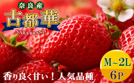 平群 の 古都華 いちご ( M ~  2L サイズ)  6パック  | 先行予約 フルーツ 果物 くだもの ブランド いちご 苺 古都華 ことか 大粒 甘い 大人気 満足 希少 希少品種 ストロベリー 美味しい 品種 特徴 糖度 2月 順次発送 旬 送料無料 濃厚 香り 果汁 味わい深い お取り寄せ 産地直送 農家直送 せいけファーム 名産地 奈良県 平群 町