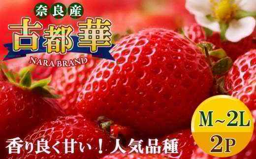 平群 の 古都華 いちご ( M ~  2L サイズ)  2パック  | 先行予約 フルーツ 果物 くだもの ブランド いちご 苺 古都華 ことか 大粒 甘い 大人気 満足 希少 希少品種 ストロベリー 美味しい 品種 特徴 糖度 2月 順次発送 旬 送料無料 濃厚 香り 果汁 味わい深い お取り寄せ 産地直送 農家直送 せいけファーム 名産地 奈良県 平群 町