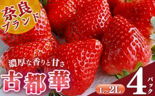 【 選べる 内容量 】 平群 の 古都華 L ~ 2L サイズ (2パック 2ケース)計4パック 阪野農園 | 先行予約 フルーツ 果物 くだもの ブランド いちご 苺 古都華 ことか 甘い 大人気 満足 希少 希少品種 ストロベリー 美味しい 品種 特徴 糖度 2月 3月 4月 5月 発送 旬 送料無料 濃厚 香り 果汁 味わい深い お取り寄せ 産地直送 農家直送 名産地 奈良県 平群 町