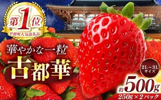 平群 の 古都華 約 500g ( 2パック ) 2L ~ 3L サイズ |  先行予約 フルーツ 果物 くだもの ブランド いちご 苺 古都華 ことか 甘い 大人気 満足 希少 希少品種 ストロベリー 美味しい 品種 特徴 糖度 ルビー色 2月 3月 4月 発送 旬 送料無料 濃厚 香り 果汁 味わい深い お取り寄せ 産地直送 へぐり果実堂 名産地 奈良県 平群 町